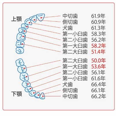 奥歯の平均寿命は 門真の歯科 歯医者 すが歯科クリニック